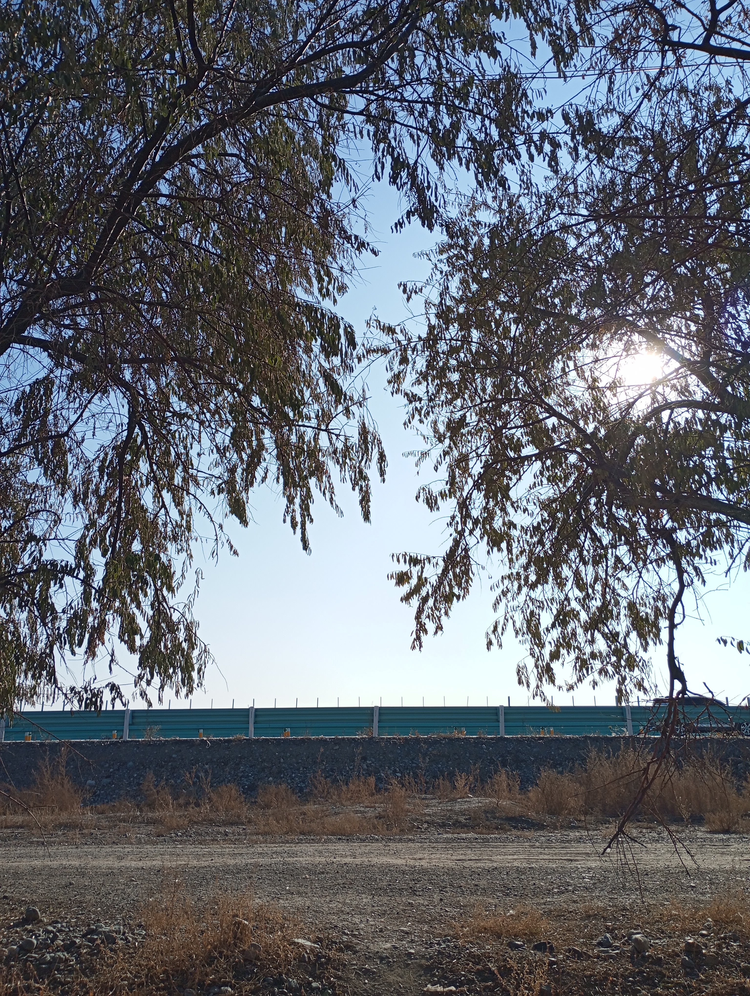 Elaeagnus angustifolia---Фанаты---251115-009